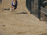 Golden Rabbit European Sandtrack-Derby Th. Ernst (139)